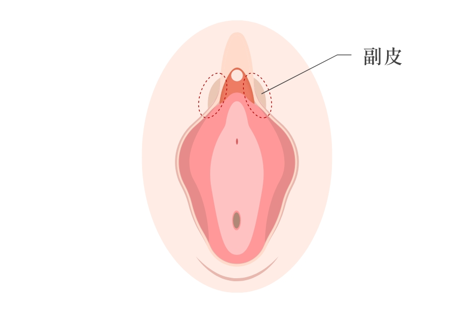 副皮とは