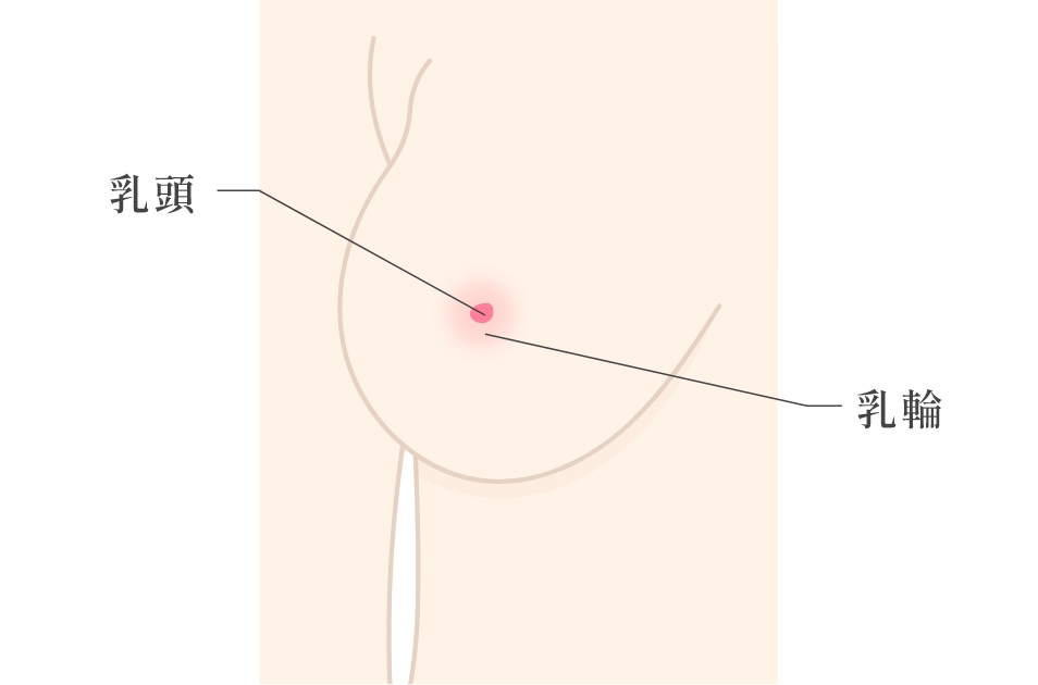  乳頭縮小と乳輪縮小の違い