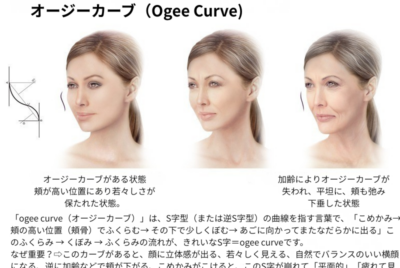 オージーカーブ（Ogee Curve）とは？美人に見える秘密を図解