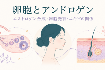 卵胞とアンドロゲンの関係とは？  -エストロゲン合成・卵胞発育・ニキビを医師が解説-