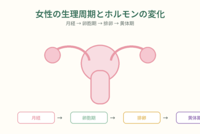 女性の生理周期とホルモンバランスの推移 それぞれのホルモンの役割を医師が解説